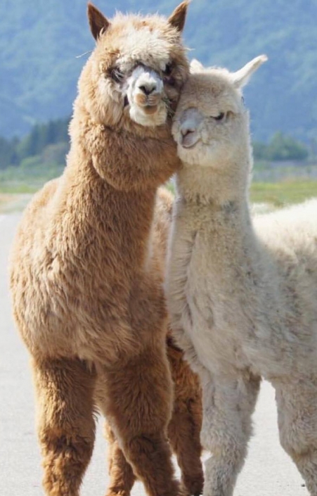 alpaca-loca-IMG_1878
